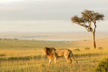 Lions Den Tours and Safaris Ltd